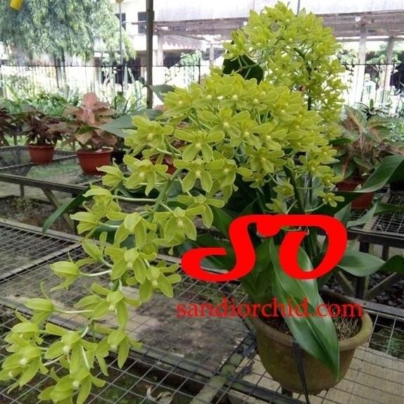 Terlaris Grammatophyllum Scriptum Var Citrinum (Dewasa Siap Berbunga)