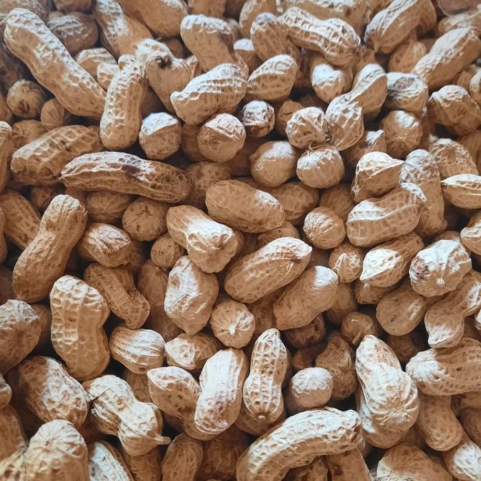 

New Kacang Kulit Oven Rasa Asin 500gram