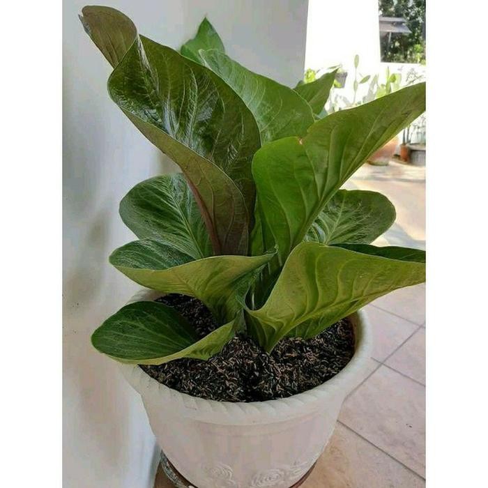 Terlaris Tanaman Hias Anthorium Jemani Cobra Dewasa