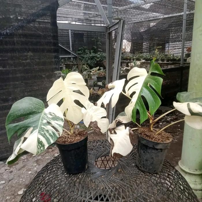Terlaris Monstera Variegata Ekonomis