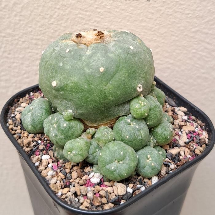 Terlaris Lophophora Williamsii Caespitosa Big Head I (Kaktus Lophopora Cluster)