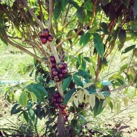 Terlaris Escarlate Bibit Hybrid Jaboticaba Super Genjah