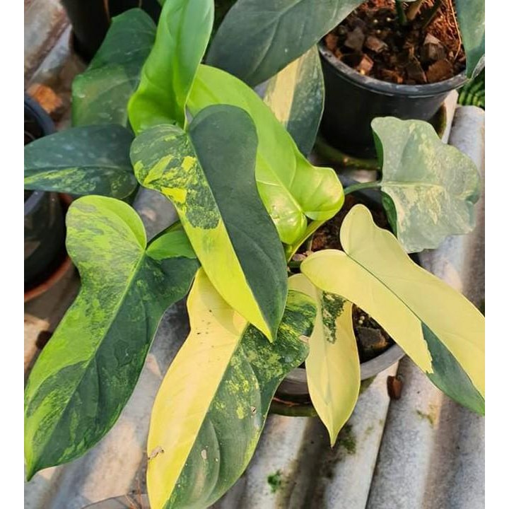 Terlaris Philodendron Violin Variegata / Philo Violin Varigata