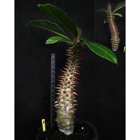 Terlaris Pachypodium Baronii, Seed Grown, Sukulen Pachycaul Koleksi