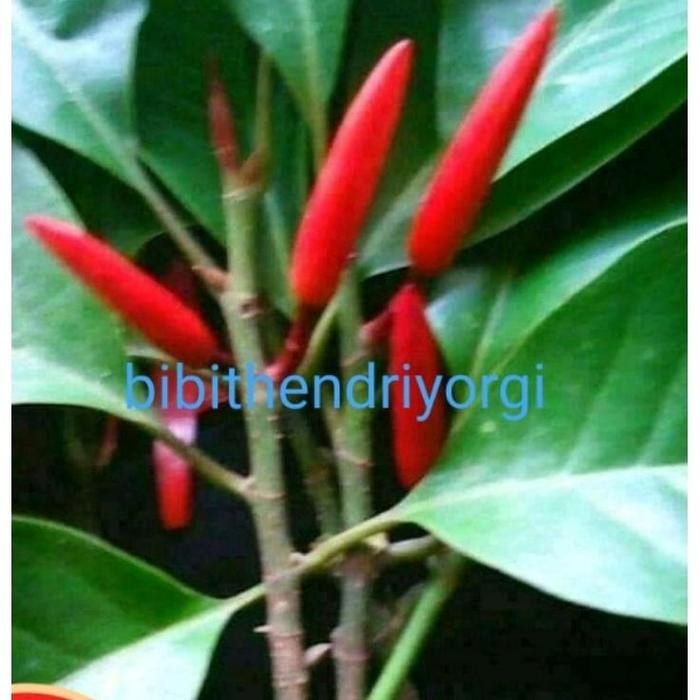 Terlaris Bibit Tanaman Kembang Gading/Kantil Merah Asli Olkulasi Tempel Cepat Berbunga