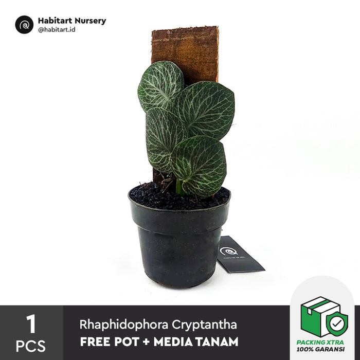 Terlaris Habitart - Rhaphidophora Cryptantha Tanaman Hias Koleksi