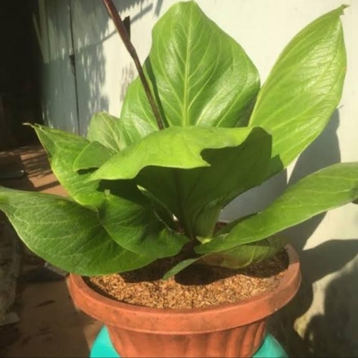 Gardening_Love Tanaman Hias Anthurium Jemani Big Size - Jemani Katalok Jumbo