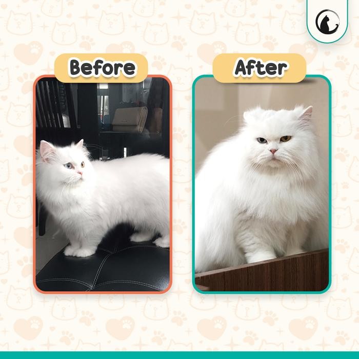 OLIVE CARE VITAMIN KUCING BULU LEBAT PANJANG CEGAH JAMUR & BULU RONTOK