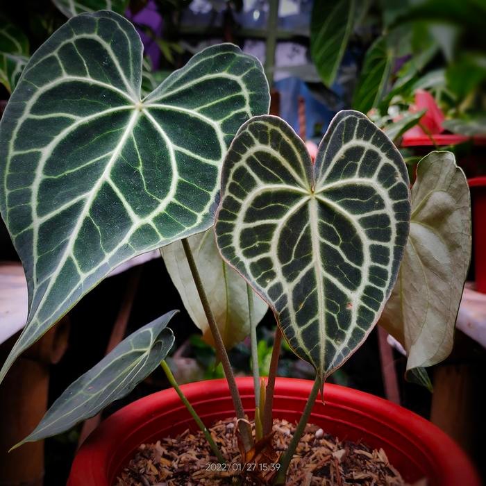 Gardening_Love Anthurium Clarinervium Queen Darkform Varian Queen Of Clarinervium