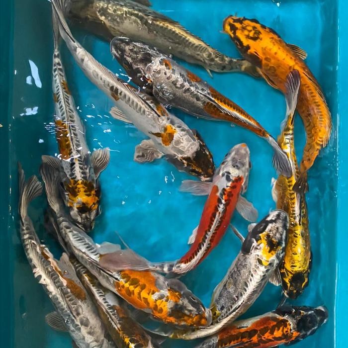 IKAN KOI KIKO BLITAR 26-30CM GRADE A+