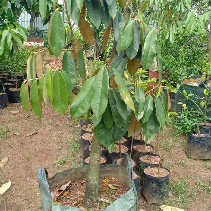 Terlaris Pohon Durian Musangking Sudah Berbuah/Berbunga Sudah Dibonsai Btg Bsar