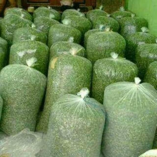 DAUN KELOR KERING 1 kg