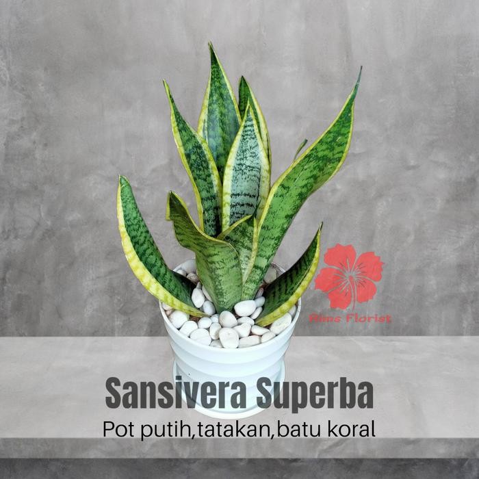 Terang Tani Tanaman Sansivera Superba/Sansivera/Sensivera/Lidah Mertua Pendek