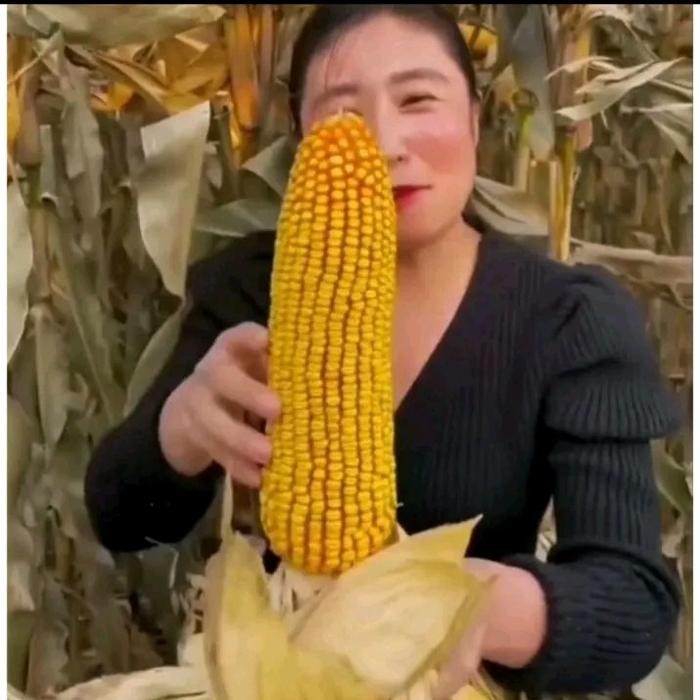 1 Kg BIJI / BENIH JAGUNG RAKSASA KEMASAN