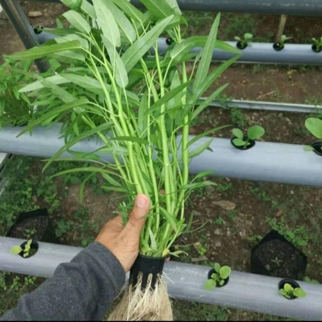 Terlaris Benih Kangkung Lombok Renyah Organik Segar 100G - Bibit Kangkung