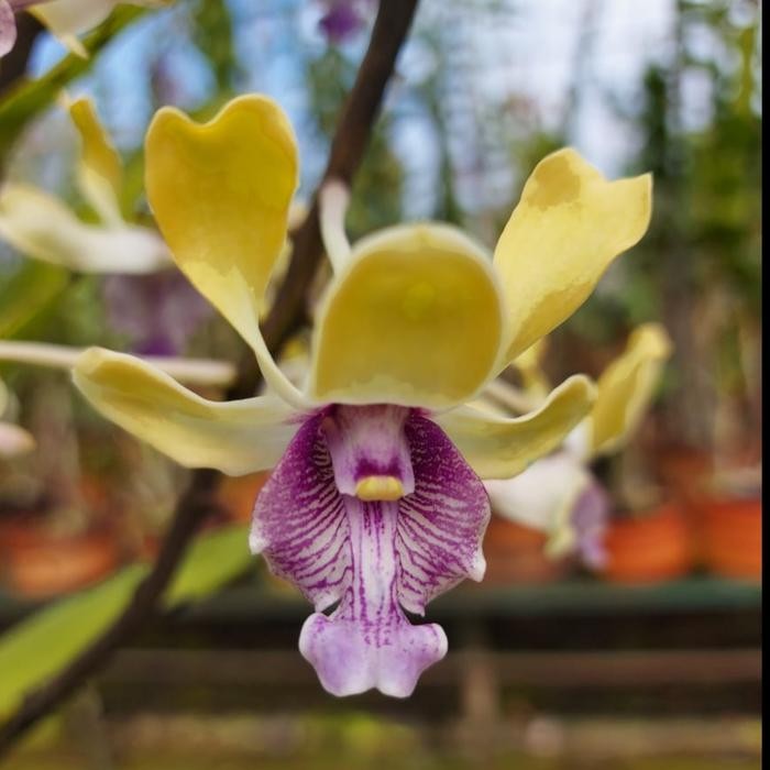 Terlaris [ Remaja ] Dendrobium Imelda Marina Masagung