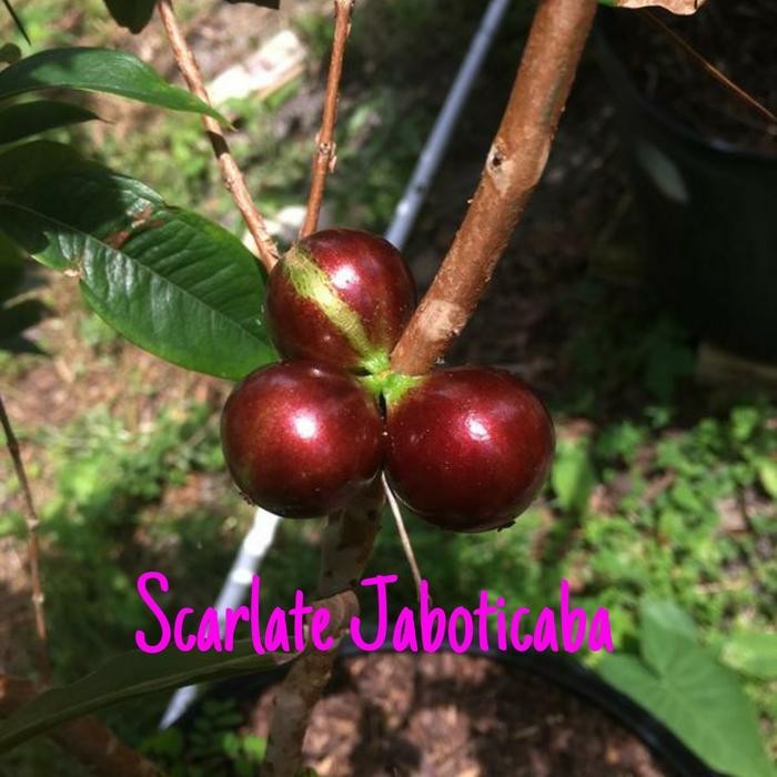 Terlaris Escarlate Bibit Jaboticaba Red Escarlate Super Genjah Hasil Stek Tunas Vigor Nusantara