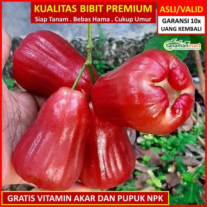 

ASLI Bibit Taan Buah JAMBU CITRA 100cm up Unggul Bergaransi READY STOCK