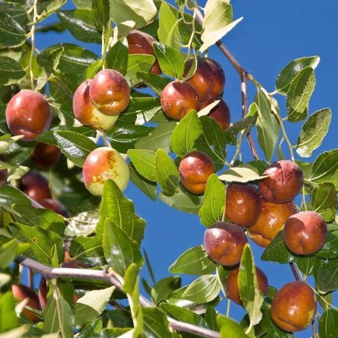 Terlaris Fres Benih Bibit Biji - Buah Jujube Angco Kurma Korea Kurma China Ziziphus Ax