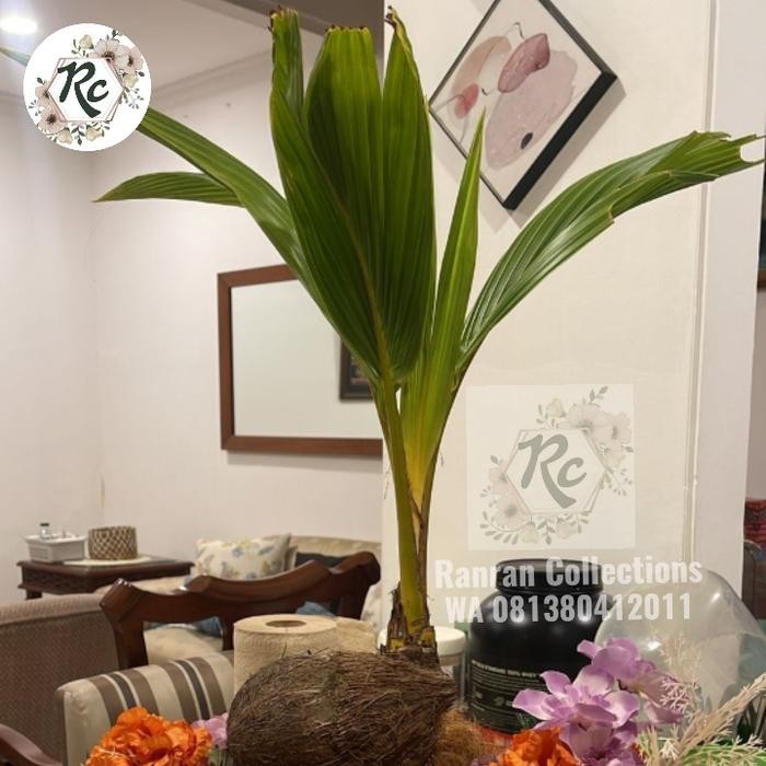 Terlaris Tanaman Hias Unik Tunas Kelapa Bonsai Coconut Unique Plus Pot Putih