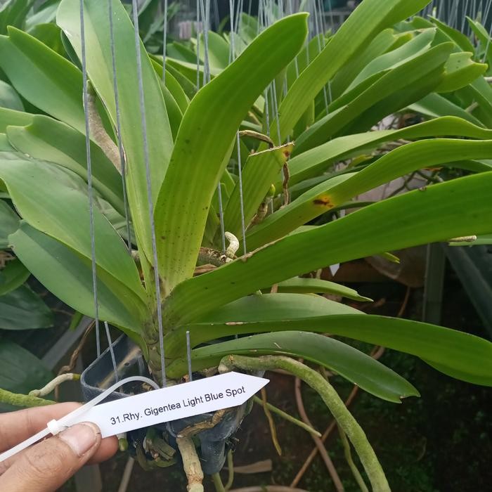 Terlaris Anggrek Rhychostylis Gigantea Dewasa Light Blue Spot