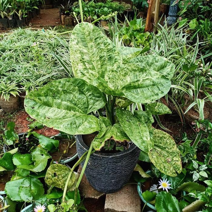 Terlaris Melati Air Variegata Mewah