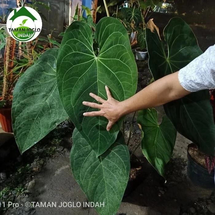 Terlaris Tanaman Hias Kuping Gajah Kalong Verde