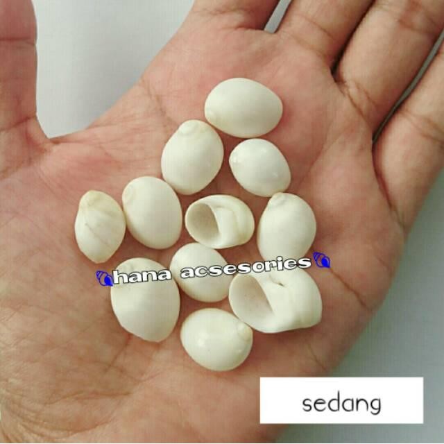 (Expert) Cangkang keong buteng