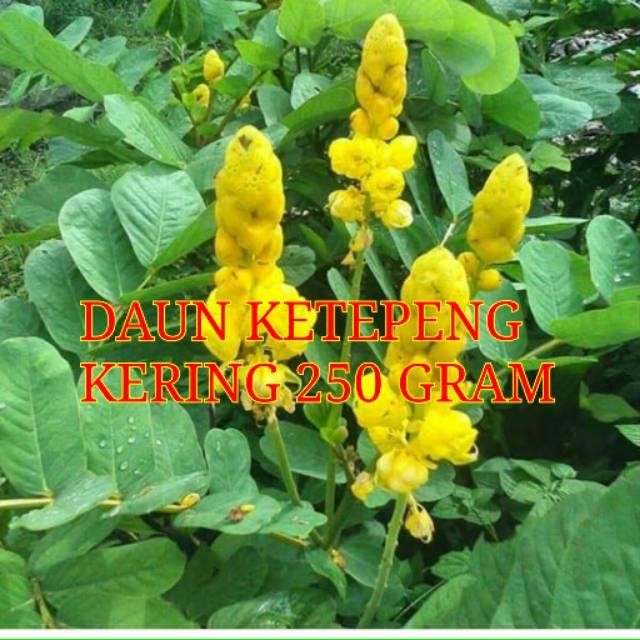 (Expert) DAUN KETEPENG KERING 250 GRAM