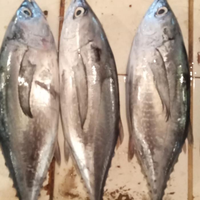 

ikan tuna segar 1kg