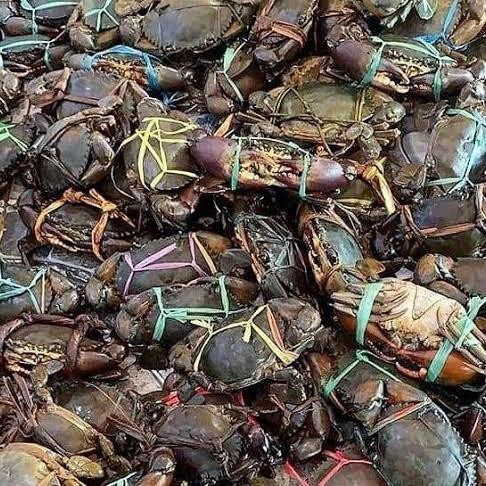 

Kepiting Segar Bekualitas Besar - Seafood Segar - Isi 1-2 1kg