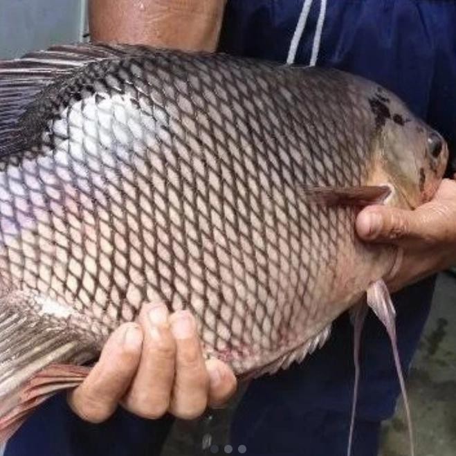 

Ikan Gurame Hidup 1kg