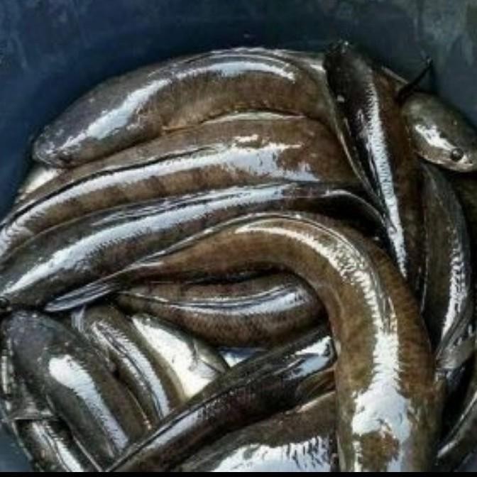 

IKAN GABUS LAUT SEGAR / IKAN KUTUK - 500gr