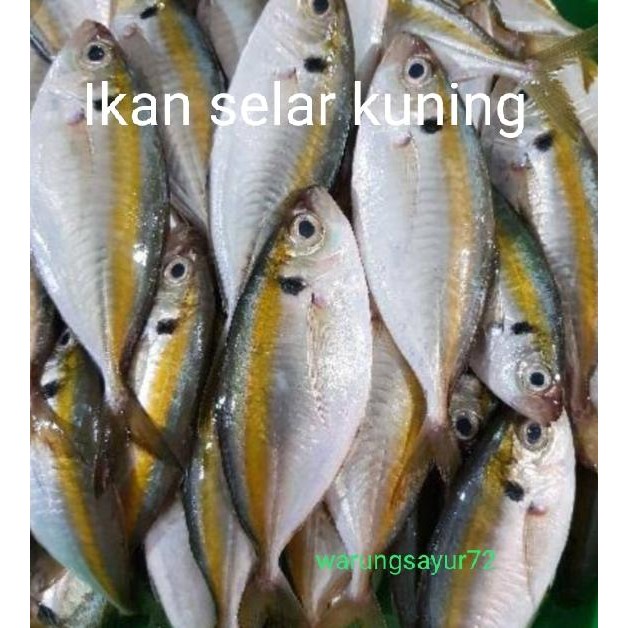 

Ikan Selar ekor Kuning 500 gram/1 Kilogram