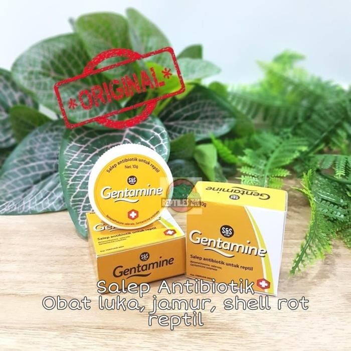 Gentamine Salep Obat Antibiotik Luka Jamur Shell Rot kura kadal
