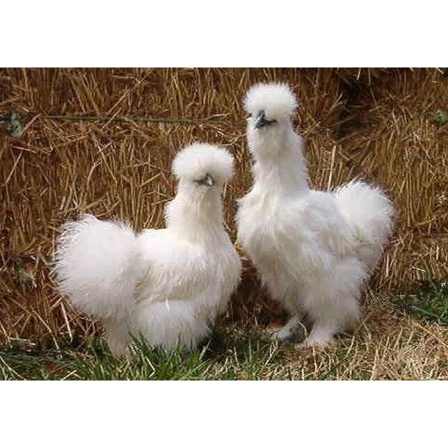 ayam american silkie Original