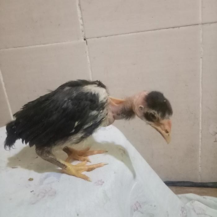 Anak ayam saigon usia 1bulan/per ekor/kuat&unggul dalam pertumbuha
