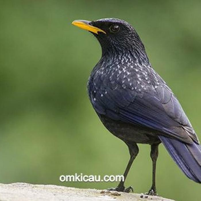 Burung ciung wanara super istimewa