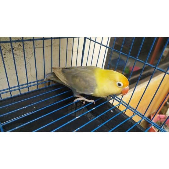 LOVEBIRD PARBLUE PASTEL /BURUNG LOVEBIRD PASTEL