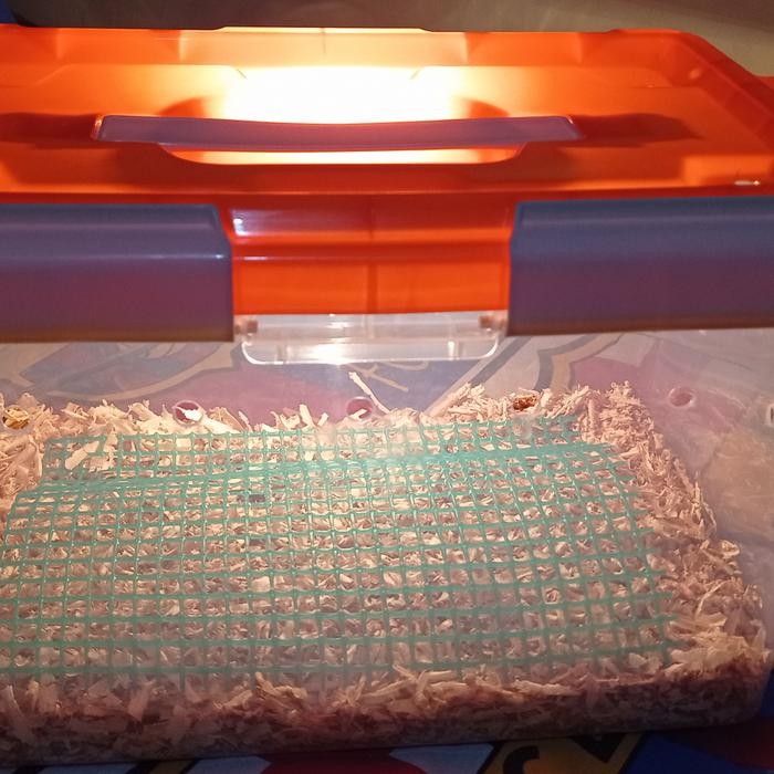 Box Lolohan burung terarium Countener