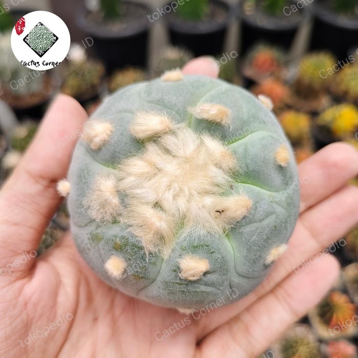 Kaktus Lophophora Hybrid Terlaris