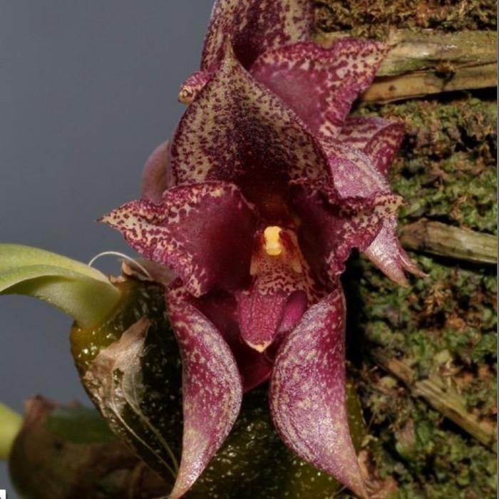 bulbophyllum macrobulbum+kerabat anggrek dasi+jungle+species