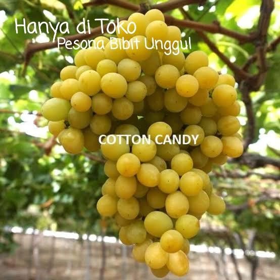 Bibit Anggur Cotton Candy Grafting Super