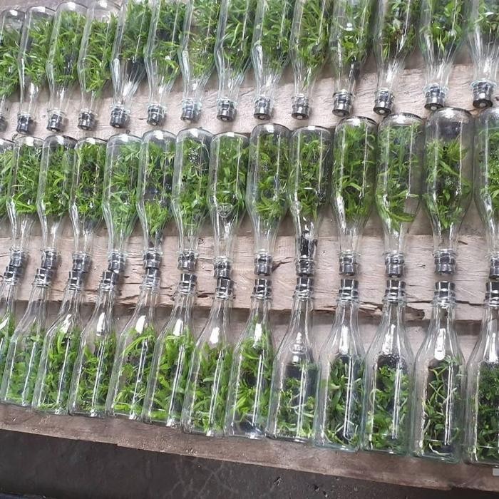 Anggrek Botol Dendrobium / Bibit Anggrek Botolan