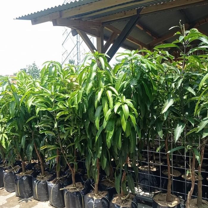 DISKON Bibit Taan Mangga Mahatir 1 Meter-Pohon Mangga Mahatir 1 Meter Asli READY STOCK