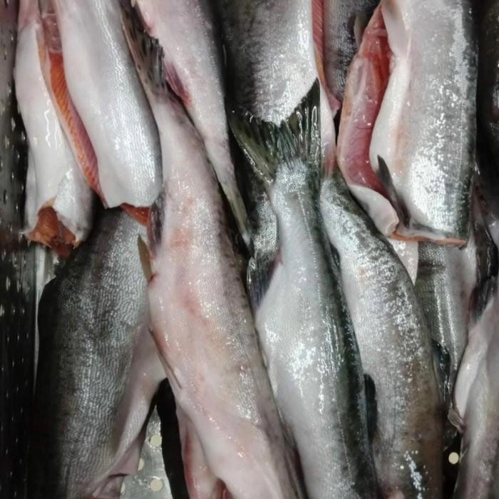 (Allthebest) ikan salmon utuh tanpa kepala