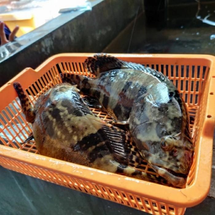 (Allthebest) kerapu cantang hidup isi 2