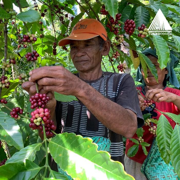 

ROASTED BEAN PREMIUM ROBUSTA NATURAL TUANG COFFEE