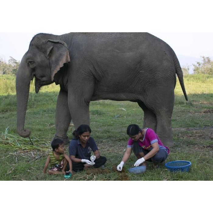 

DRIP/BEANS ROASTED BLACK IVORY CHIANG MAI THAILAND COFFEE BY IBN