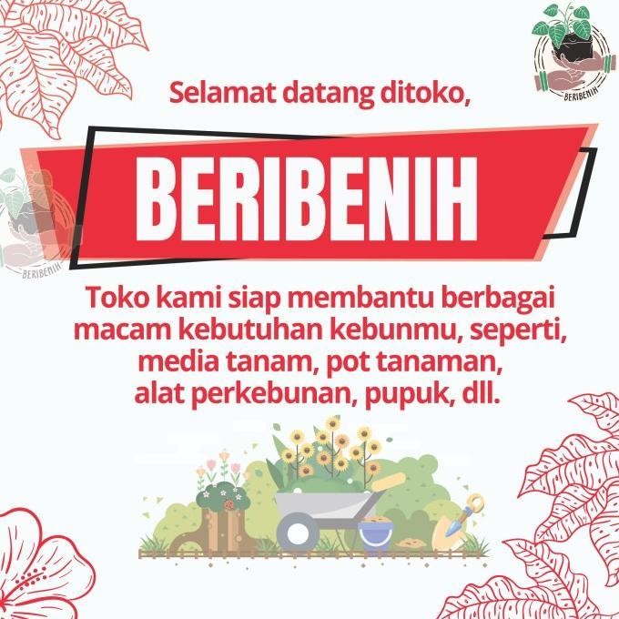 Benih Bibit Biji Tanaman Sayur Kucai F1 Known You Seed Hidroponik ORI